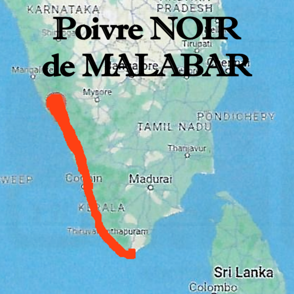 Poivre_noir_de_Malabar