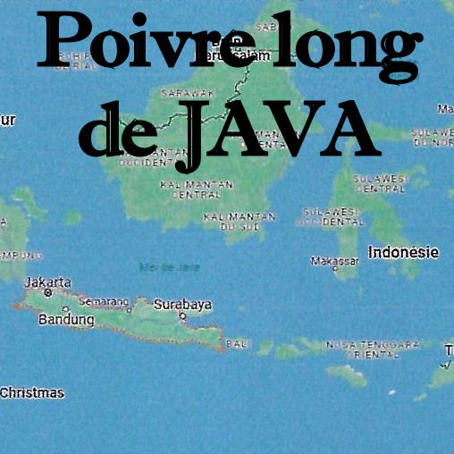 Poivre_long_de_Java