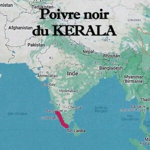 Poivre_noir_du_Kerala_aux_Indes