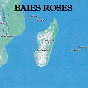 Baies_roses_extra_de_Madagascar