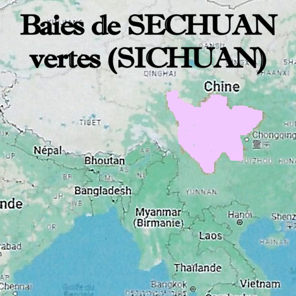 Baies de Sechuan vertes