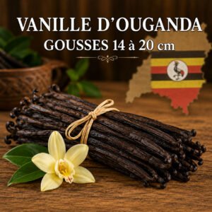 Vanille planifolia d'Ouganda