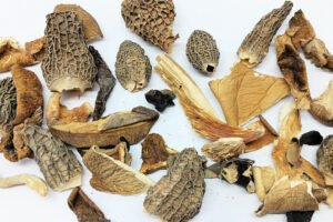 Les champignons gourmets de Papy Pierre